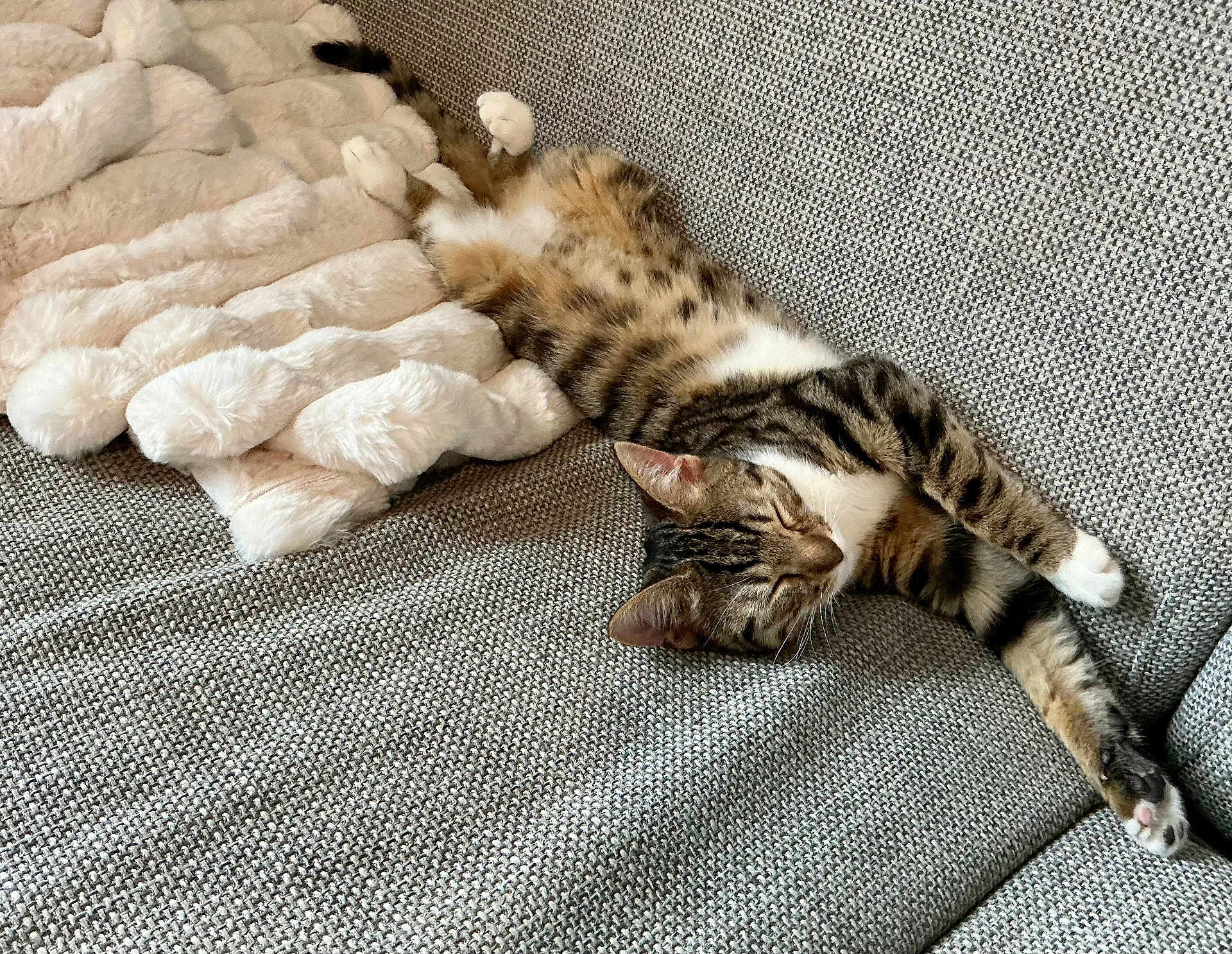 Scott a rejoint le concours — aidez-le/la à gagner de superbes lots ! cat, tabby_cat, sleeping, couch, blanket, indoor, pet, feline, relaxing, cozy, fur, whiskers, paw, striped, resting, domestic_animal, home, comfortable, soft, animal
