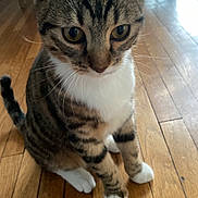 Scott a rejoint le concours — aidez-le/la à gagner de superbes lots ! animal, cat, close_up, curious, cute, domestic_cat, ears, eyes, feline, fur, indoor, pet, sitting, tabby, tail, whiskers, white_chest, white_paws, wooden_floor, young_cat