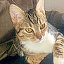 Scott a rejoint le concours — aidez-le/la à gagner de superbes lots ! animal, cat, close_up, companion, cute, ears, feline, fur, golden_eyes, indoor, mammal, paw, pet, relaxed, resting, striped, tabby, whiskers, white_chest, young_cat