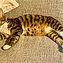 Scott participe au concours pour gagner de l'argent avec cette photo : animal, cat, comfort, couch, domestic_animal, fabric, feline, fur, home, indoor, lazy, mammal, paw, pet, relaxed, resting, sleepy, striped, tabby, whiskers