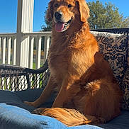 Maya joined the competition — help win amazing prizes! dog, golden_retriever, pet, animal, outdoor, sunlight, porch, cushion, wicker_chair, blue_sky, tree, happy, tongue_out, fur, sitting, daytime, nature, relaxing, canine, smiling