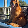 dog, golden_retriever, pet, animal, outdoor, sunlight, porch, cushion, wicker_chair, blue_sky, tree, happy, tongue_out, fur, sitting, daytime, nature, relaxing, canine, smiling