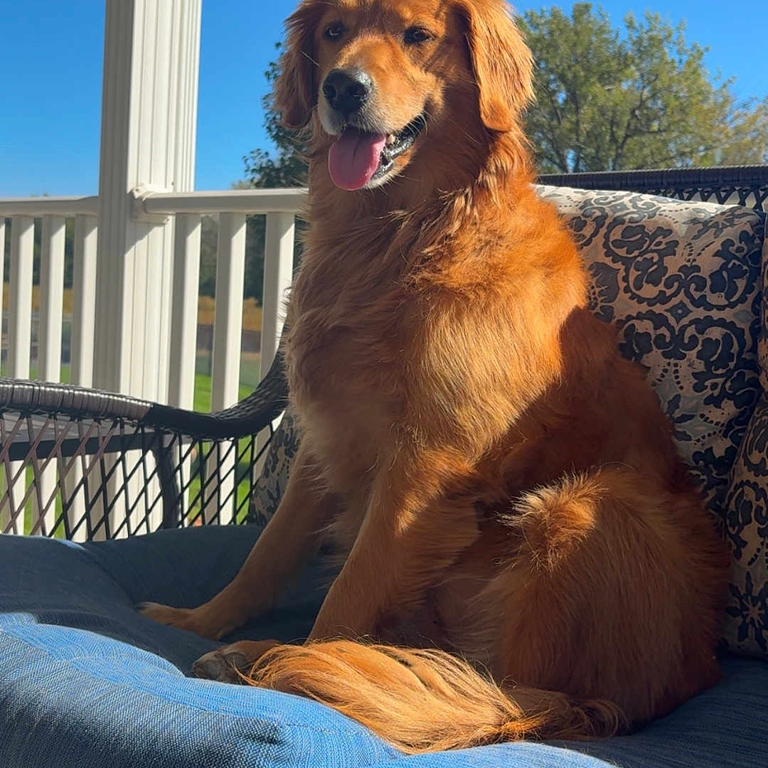 Maya joined the competition — help win amazing prizes! animal, blue_sky, canine, cushion, daytime, dog, fur, golden_retriever, happy, nature, outdoor, pet, porch, relaxing, sitting, smiling, sunlight, tongue_out, tree, wicker_chair