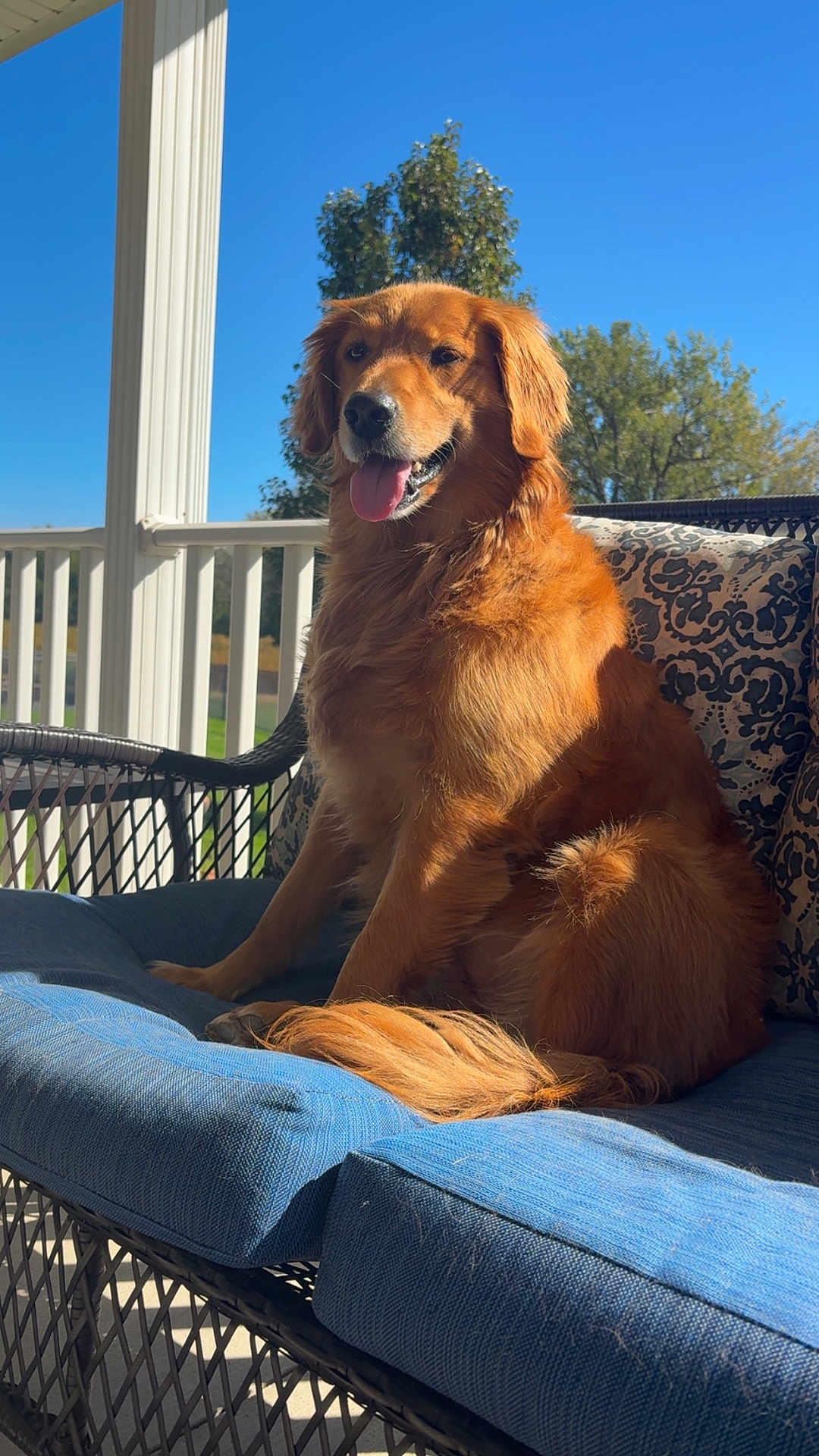 Maya joined the competition — help win amazing prizes! dog, golden_retriever, pet, animal, outdoor, sunlight, porch, cushion, wicker_chair, blue_sky, tree, happy, tongue_out, fur, sitting, daytime, nature, relaxing, canine, smiling