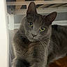 animal, bed_frame, cat, close_up, curious, ears, feline, fur, gray_cat, green_eyes, household, indoor, looking_at_camera, paws, pet, portrait, relaxed, under_bed, whiskers, wood_floor