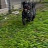 Teebo joined the competition — help win amazing prizes! animal, black_dog, blurred, canine, collar, dog, energetic, excited, furry, grass, grass_field, happy, motion_blur, nature, outdoor, pet, playful, running, speed, yard