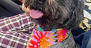 Teebo is registered to the contest to win money with this photo: animal, canine, car_interior, close_up, companion, cute, dog, door_handle, gray_fur, happy, human_arm, pet, plaid_pants, seat, seatbelt, sitting, tie_dye_bandana, tongue_out, travel, window