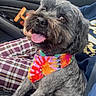 animal, canine, car_interior, close_up, companion, cute, dog, door_handle, gray_fur, happy, human_arm, pet, plaid_pants, seat, seatbelt, sitting, tie_dye_bandana, tongue_out, travel, window
