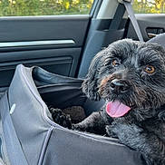 Teebo joined the competition — help win amazing prizes! black_fur, brown_eyes, canine, car_interior, close_up, comfort, cushion, dog, domestic_animal, happy, leisure, pet_carrier, seat, seatbelt, sunlight, tongue_out, transportation, travel, trees, window