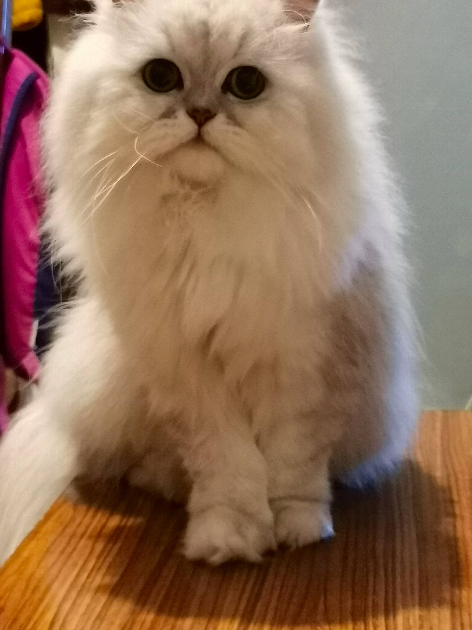 Rone participe au concours pour gagner de l'argent avec cette photo : british_longhair, carnivore, cat, fawn, felidae, flooring, fur, hardwood, laminate_flooring, persian, plank, small_to_medium_sized_cats, snout, tail, terrestrial_animal, varnish, whiskers, wood, wood_flooring, wood_stain