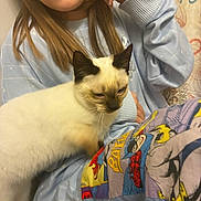 Toast is registered to the contest to win money with this photo: cat, animal, pet, person, pajamas, comic_print, blue_sweater, lap, sitting, whiskers, ears, fur, hand, indoor, bedroom, blanket, close_up, portrait, soft_lighting, cuddle