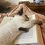 cat, siamese, book, open_book, blanket, lap, nap, paws, fur, cozy, indoor, living_room, furniture, coffee_table, toy, pages, bookmark, relaxing, soft_light, portrait