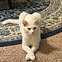 white_cat, cat, feline, pet, indoor, carpet, rug, sitting, paws_crossed, front_paws, portrait, whiskers, ears, tail, fur, domestic_cat, cute, relaxed, home_interior, floor