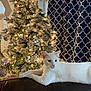 Pete joined the competition — help win amazing prizes! white_cat, cat, christmas_tree, ornaments, string_lights, curtains, stocking, sofa, living_room, holiday_decor, cozy, pet, feline, decorations, sparkle, pine_tree, interior, home, relaxed, nighttime