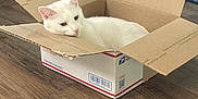 Pete joined the competition — help win amazing prizes! cat, white_cat, cat_in_box, cardboard_box, usps_box, hardwood_floor, rug, dining_table, chair_legs, pet, indoor, cozy, box, sitting, resting, whiskers, looking, home_interior, floor, relaxed