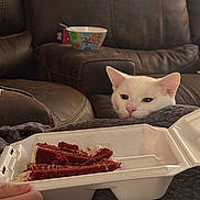 Pete is registered to the contest to win money with this photo: white_cat, cat, red_velvet_cake, takeout_container, styrofoam_box, couch, blanket, cozy, bowl, spoon, hand, living_room, sofa, upholstery, pet, curious, food, dessert, stare, indoors