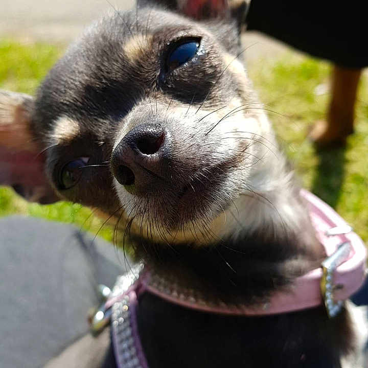 Laïka