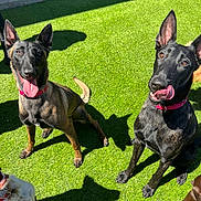 Bentley And Monty joined the competition — help win amazing prizes! dogs, canines, shepherd_dogs, black_dogs, fluffy_dog, brown_dog, multiple_pets, outdoor, artificial_grass, lawn, sunlight, shadows, sitting, standing, pointed_ears, open_mouth, panting, collars, pet_portrait, animal_photography