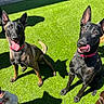 dogs, canines, shepherd_dogs, black_dogs, fluffy_dog, brown_dog, multiple_pets, outdoor, artificial_grass, lawn, sunlight, shadows, sitting, standing, pointed_ears, open_mouth, panting, collars, pet_portrait, animal_photography