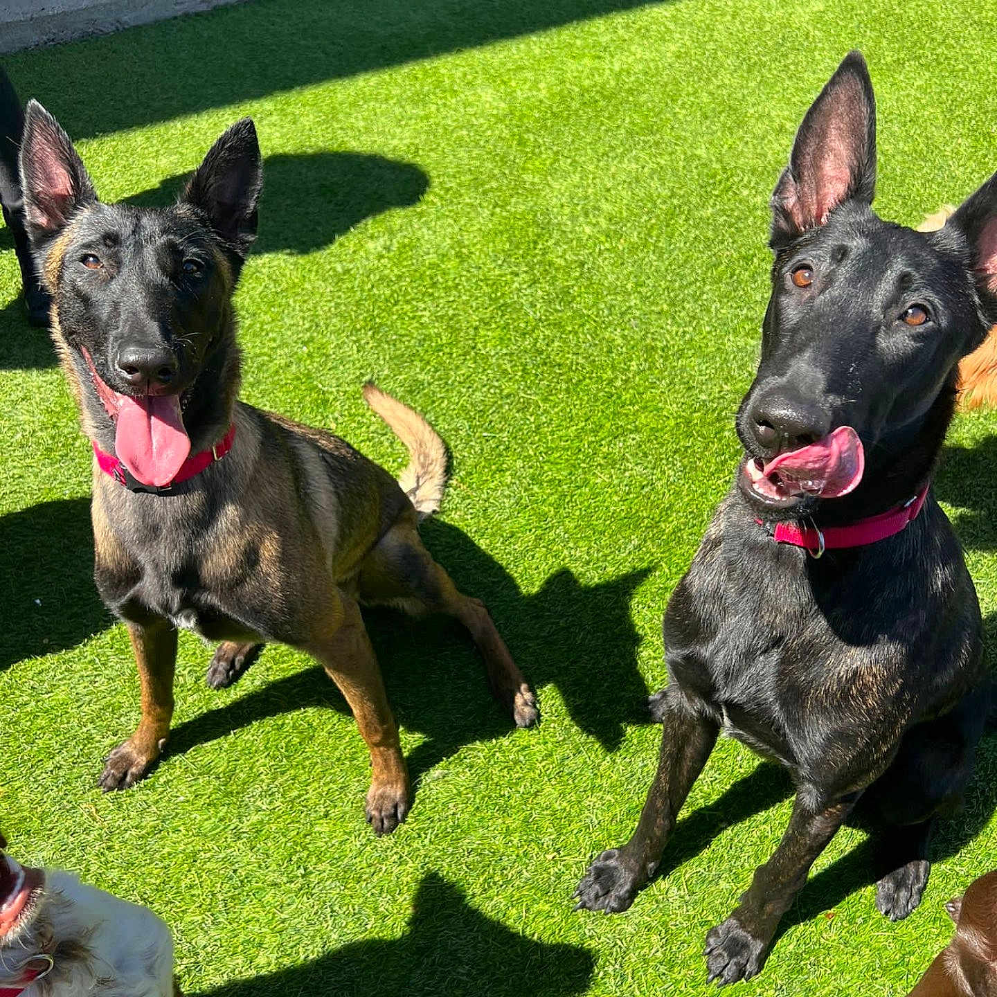 Bentley And Monty joined the competition — help win amazing prizes! dogs, canines, shepherd_dogs, black_dogs, fluffy_dog, brown_dog, multiple_pets, outdoor, artificial_grass, lawn, sunlight, shadows, sitting, standing, pointed_ears, open_mouth, panting, collars, pet_portrait, animal_photography