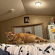 Buddy is registered to the contest to win money with this photo: blanket, blinds, cat, ceiling_light, countertop, cozy, ears, feline, fur, home, indoor, kitchen, lying_down, orange_tabby, pet, portrait, refrigerator, relaxed, whiskers, window