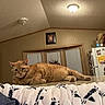 blanket, blinds, cat, ceiling_light, countertop, cozy, ears, feline, fur, home, indoor, kitchen, lying_down, orange_tabby, pet, portrait, refrigerator, relaxed, whiskers, window