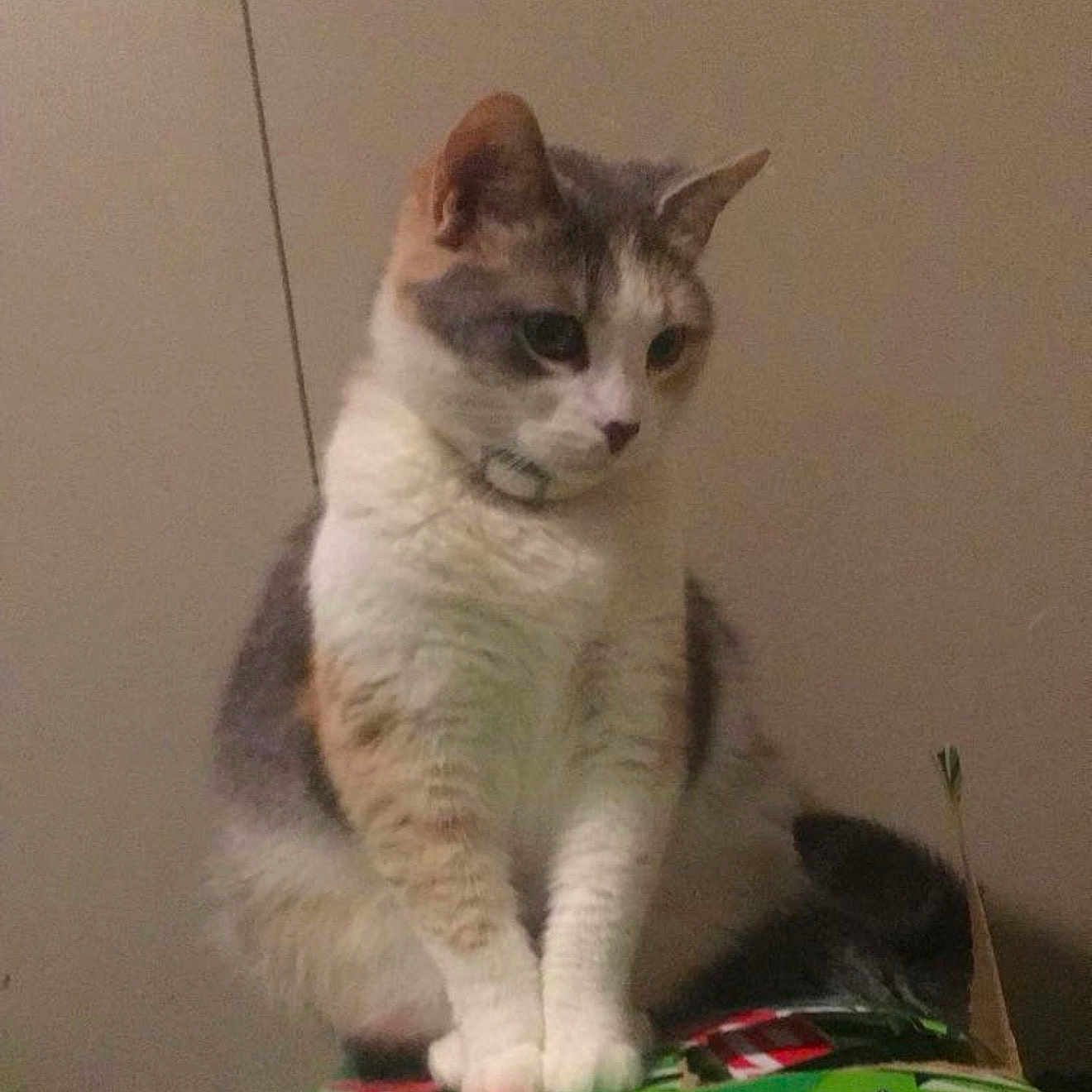 Mama Kitty