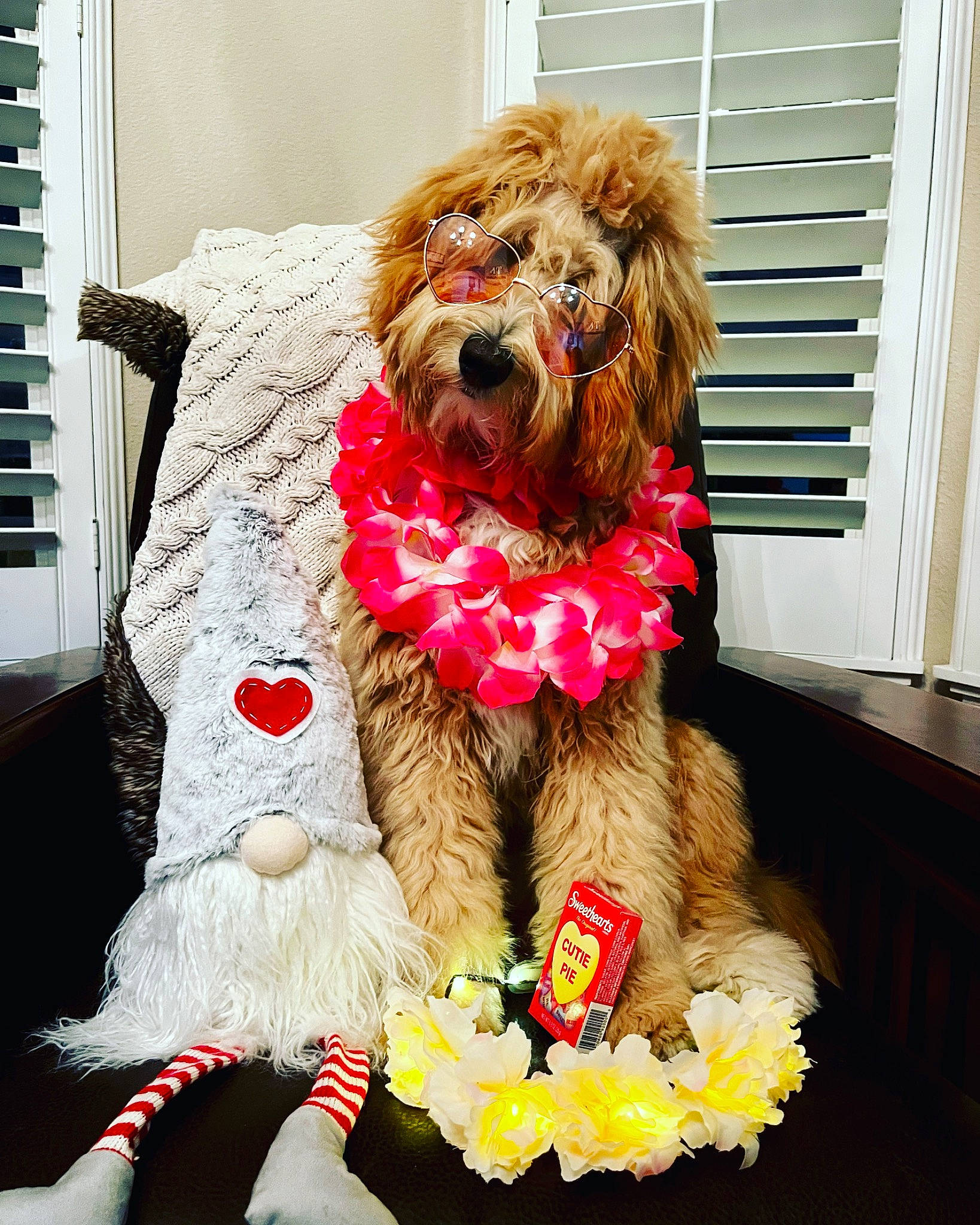 Harper is registered to the contest to win money with this photo: canidae, carnivore, companion_dog, dog, dog_breed, dog_clothes, dog_collar, dog_supply, event, fashion_accessory, fur, liver, pet_supply, small_terrier, snout, sporting_group, terrier, toy_dog, window_blind, working_animal