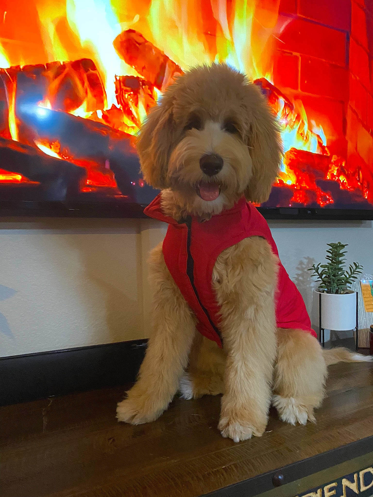 Harper joined the competition — help win amazing prizes! canidae, carnivore, companion_dog, dog, dog_breed, dog_clothes, event, flowerpot, fur, gas, heat, houseplant, lighting, orange, picture_frame, small_terrier, snout, sporting_group, terrier, toy_dog