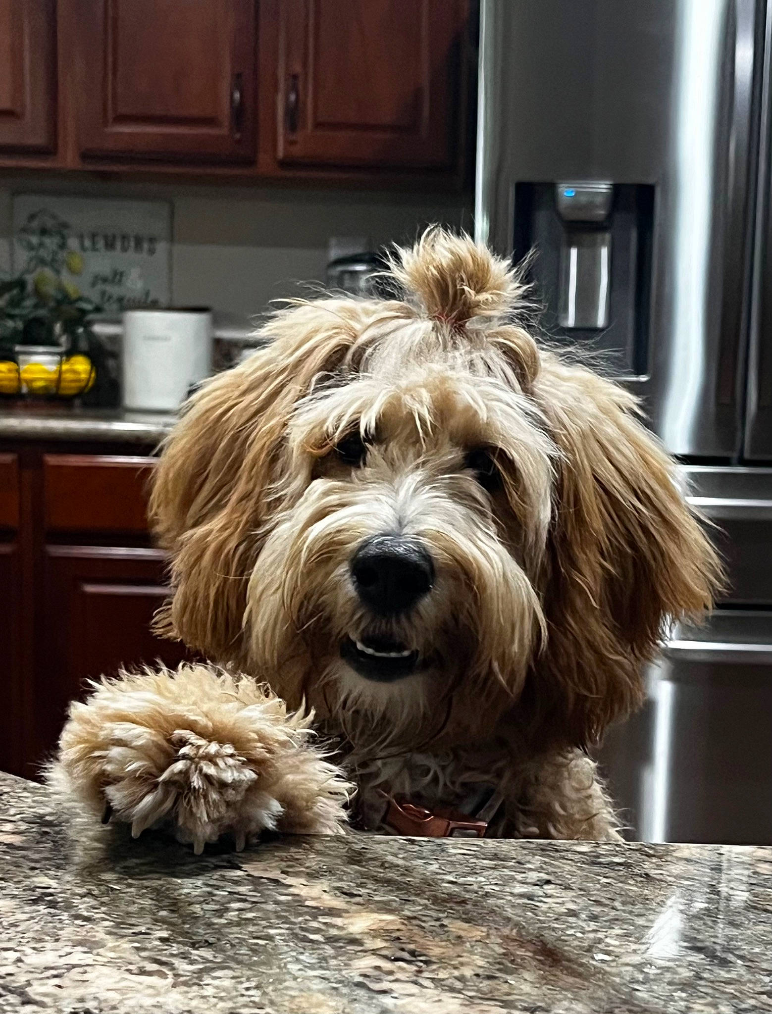 Harper is registered to the contest to win money with this photo: cabinetry, canidae, carnivore, companion_dog, cupboard, dog, dog_breed, drawer, fur, home_appliance, kitchen_appliance, liver, small_terrier, snout, sporting_group, terrier, toy_dog, water_dog, wood, working_animal