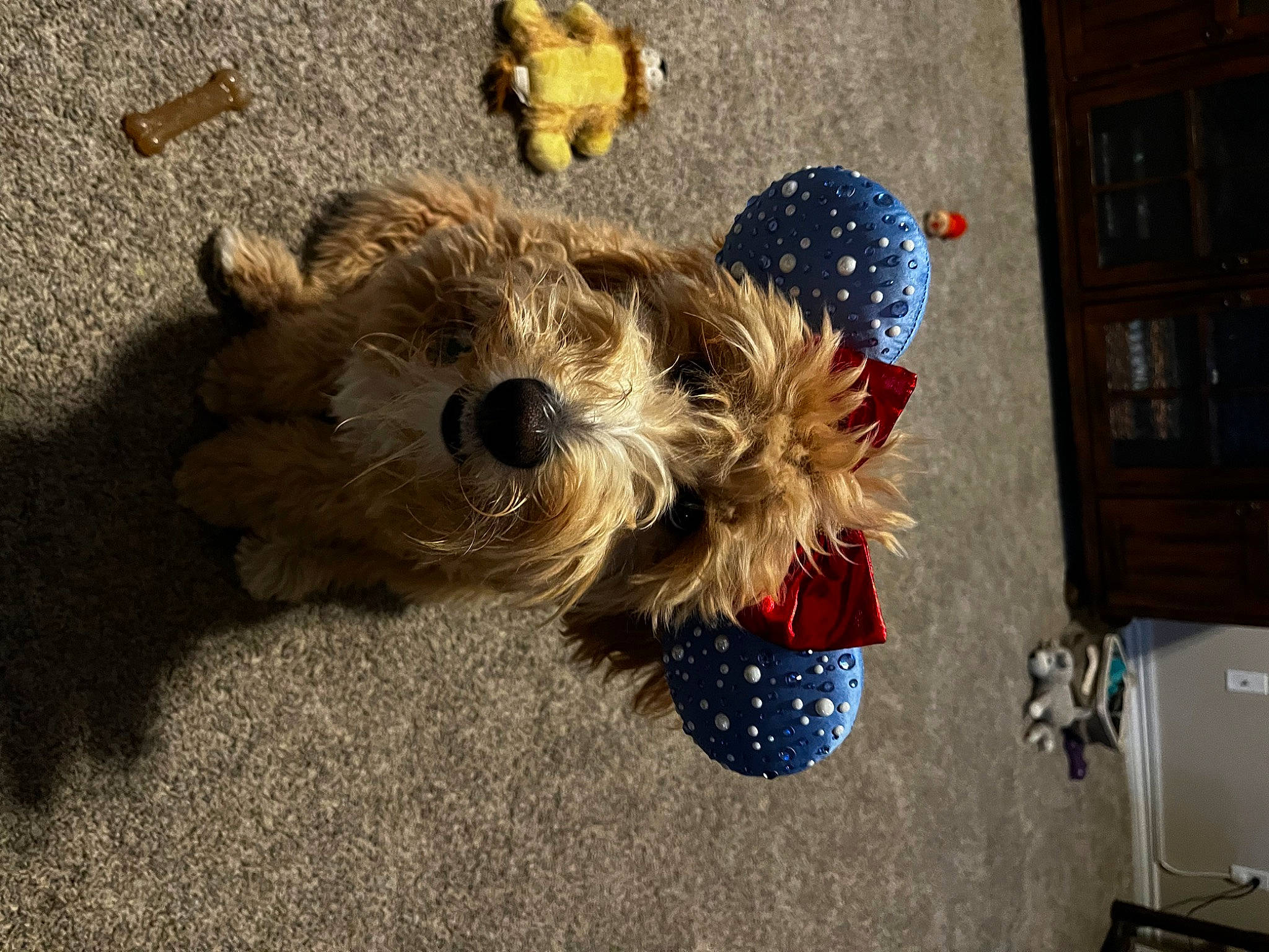 Harper joined the competition — help win amazing prizes! canidae, carnivore, companion_dog, dog, dog_breed, dog_clothes, dog_supply, fawn, flooring, fur, non_sporting_group, poodle, shelf, small_terrier, snout, sporting_group, stuffed_toy, terrier, toy, toy_dog