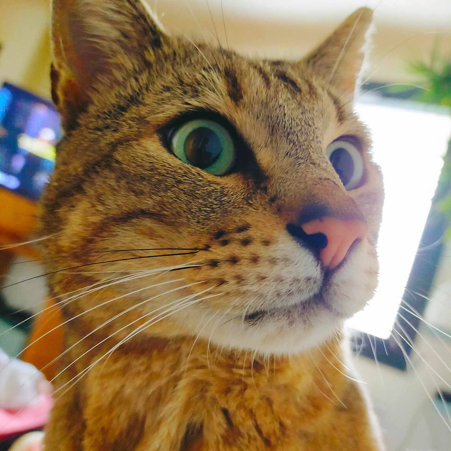 Pompon a rejoint le concours — aidez-le/la à gagner de superbes lots ! cat, tabby, close_up, green_eyes, whiskers, pink_nose, indoor, blurred_background, plant, window, curious, feline, pet, animal, face, portrait, fur, ears, domestic_cat, home