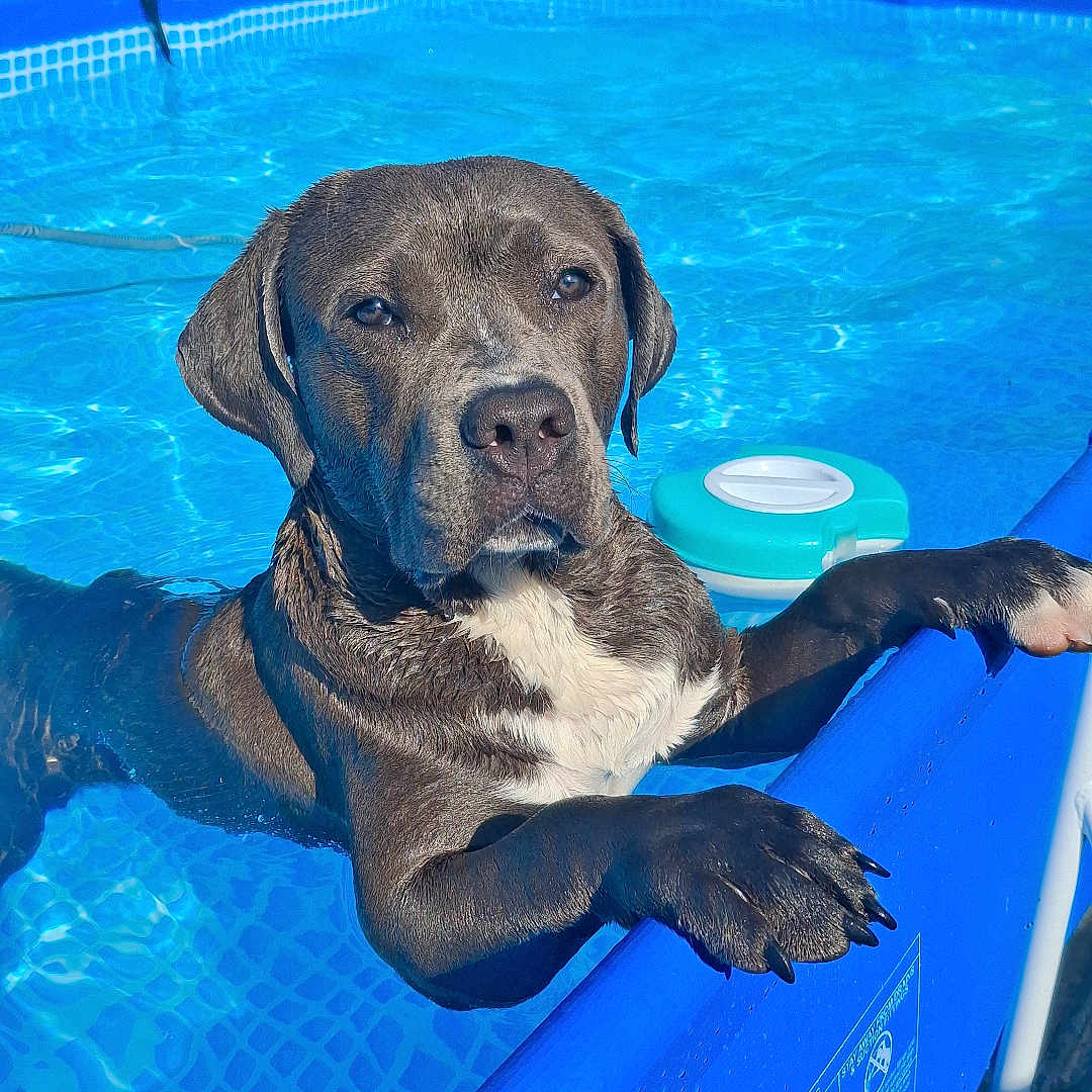 Aïko participe au concours pour gagner de l'argent avec cette photo : dog, pool, water, blue, outdoor, pet, summer, sunlight, backyard, animal, canine, relaxing, wet, paw, edge, umbrella, fence, garden_tools, daytime, playful