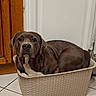 Aïko participe au concours pour gagner de l'argent avec cette photo : dog, basket, indoor, tile_floor, brown_dog, pet, animal, resting, looking_at_camera, large_dog, woven_basket, home, floor, door, cute, relaxed, expression, domestic, mammal, companion