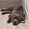 dog, lying_down, floor, wooden_floor, indoor, relaxed, brown_dog, pet, canine, resting, ears, paws, nails, wall, baseboard, calm, animal, companion, domestic_animal, quiet