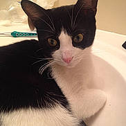 Meow Meow joined the competition — help win amazing prizes!