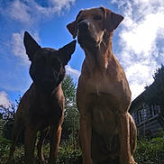 Roxy participe au concours pour gagner de l'argent avec cette photo : dog, outdoor, sky, cloud, grass, flower, animal, pet, nature, sunlight, silhouette, house, tree, portrait, two_dogs, curious, low_angle, daytime, blue_sky, canine