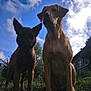 dog, outdoor, sky, cloud, grass, flower, animal, pet, nature, sunlight, silhouette, house, tree, portrait, two_dogs, curious, low_angle, daytime, blue_sky, canine