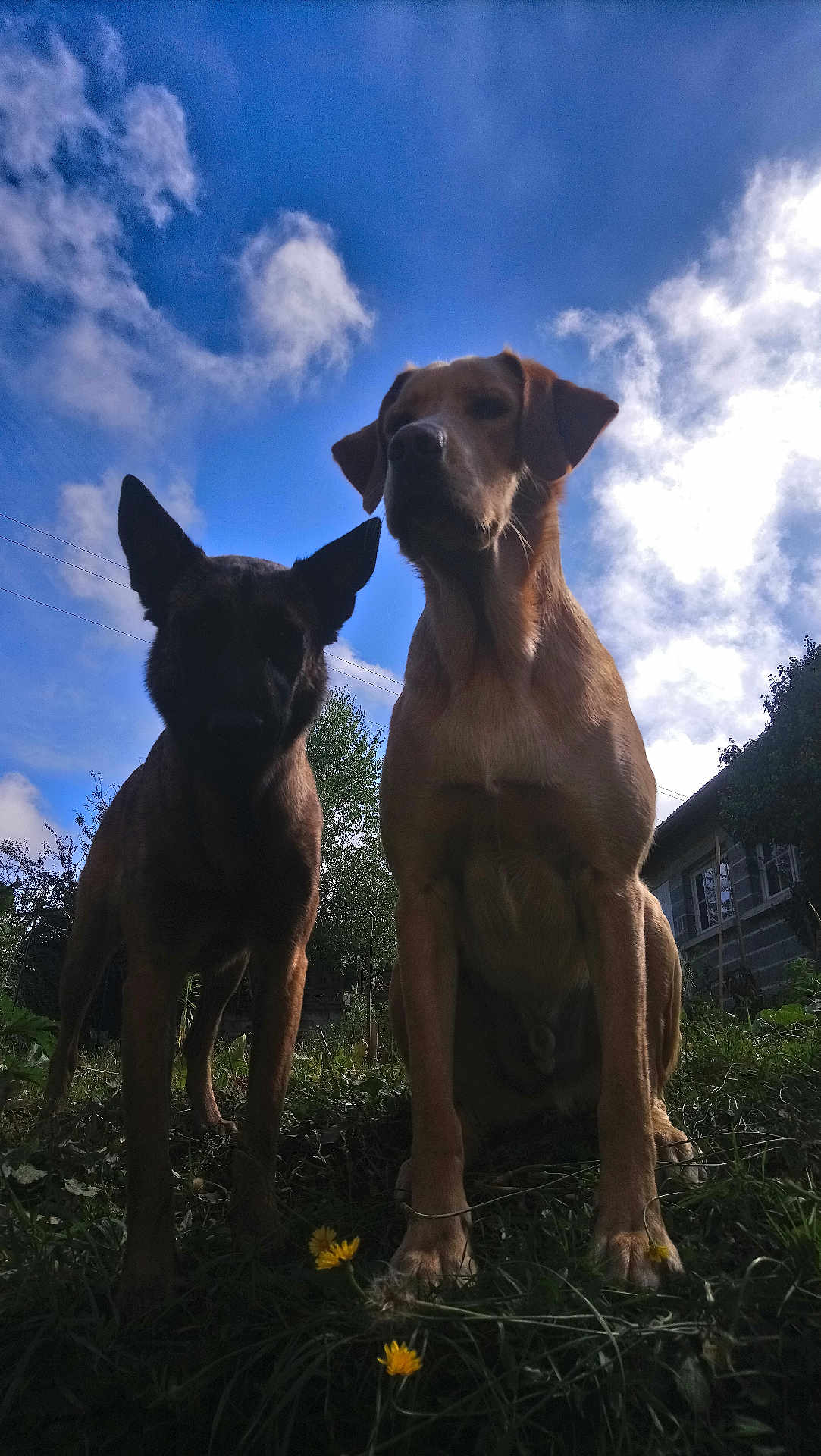 Roxy participe au concours pour gagner de l'argent avec cette photo : dog, outdoor, sky, cloud, grass, flower, animal, pet, nature, sunlight, silhouette, house, tree, portrait, two_dogs, curious, low_angle, daytime, blue_sky, canine
