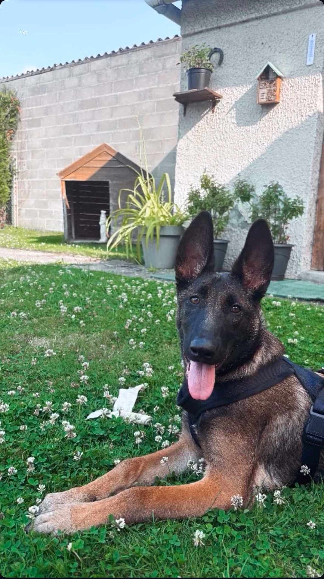 Hera participe au concours pour gagner de l'argent avec cette photo : dog, belgian_malinois, grass, flowers, outdoor, garden, potted_plants, doghouse, tongue_out, pet, canine, animal, sunlight, happy, ears_up, greenery, nature, yard, resting, summer