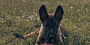 Hera a rejoint le concours — aidez-le/la à gagner de superbes lots ! dog, puppy, grass, field, toy, outdoor, nature, ears, animal, pet, playing, leash, young, canine, relaxing, summer, green, daylight, focus, landscape