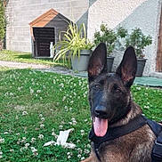 Hera a rejoint le concours — aidez-le/la à gagner de superbes lots ! dog, belgian_malinois, grass, flowers, outdoor, garden, potted_plants, doghouse, tongue_out, pet, canine, animal, sunlight, happy, ears_up, greenery, nature, yard, resting, summer
