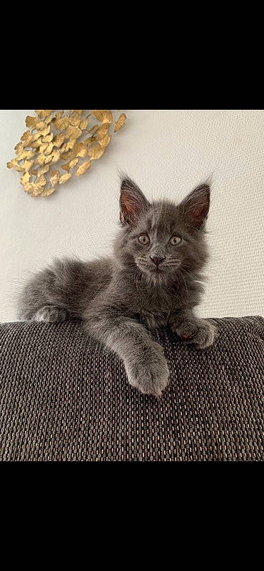 Shadow participe au concours pour gagner de l'argent avec cette photo : carnivore, cat, claw, comfort, domestic_short_haired_cat, fawn, felidae, fur, grey, monochrome_photography, paw, sitting, small_to_medium_sized_cats, snout, tail, terrestrial_animal, whiskers