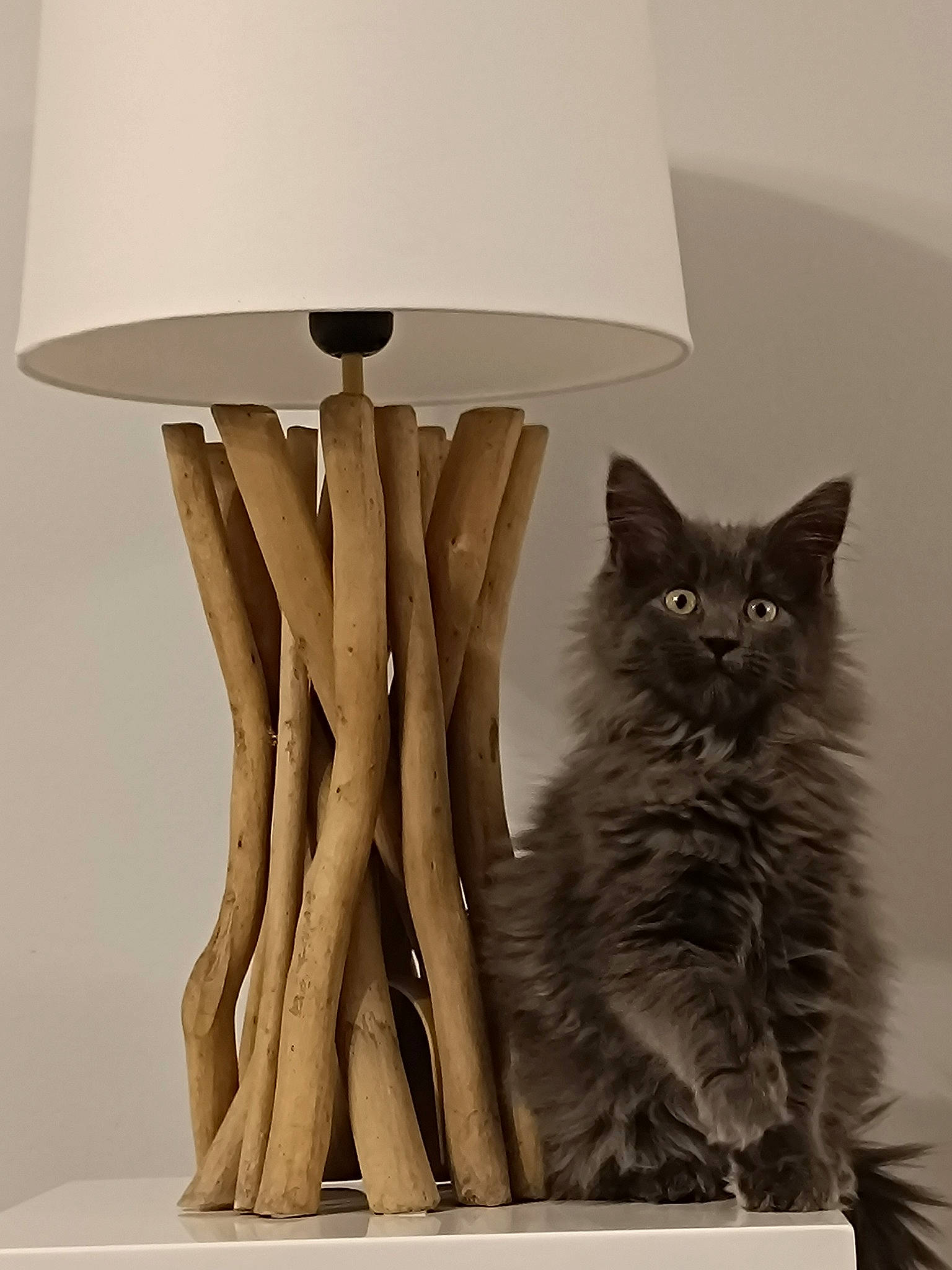 Shadow a rejoint le concours — aidez-le/la à gagner de superbes lots ! bookcase, carnivore, cat, cat_supply, chair, comfort, felidae, fur, grey, lamp, lampshade, rectangle, room, shelf, shelving, small_to_medium_sized_cats, tail, whiskers, window, wood