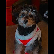 Buddy joined the competition — help win amazing prizes! dog, puppy, pet, small_dog, fluffy, long_hair, black_and_white, brown_fur, sitting, portrait, indoors, costume, red_clothing, white_clothing, festive, looking_at_camera, animal_face, fur, wood_background, cute