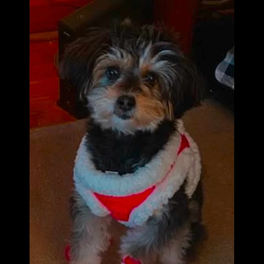 Buddy