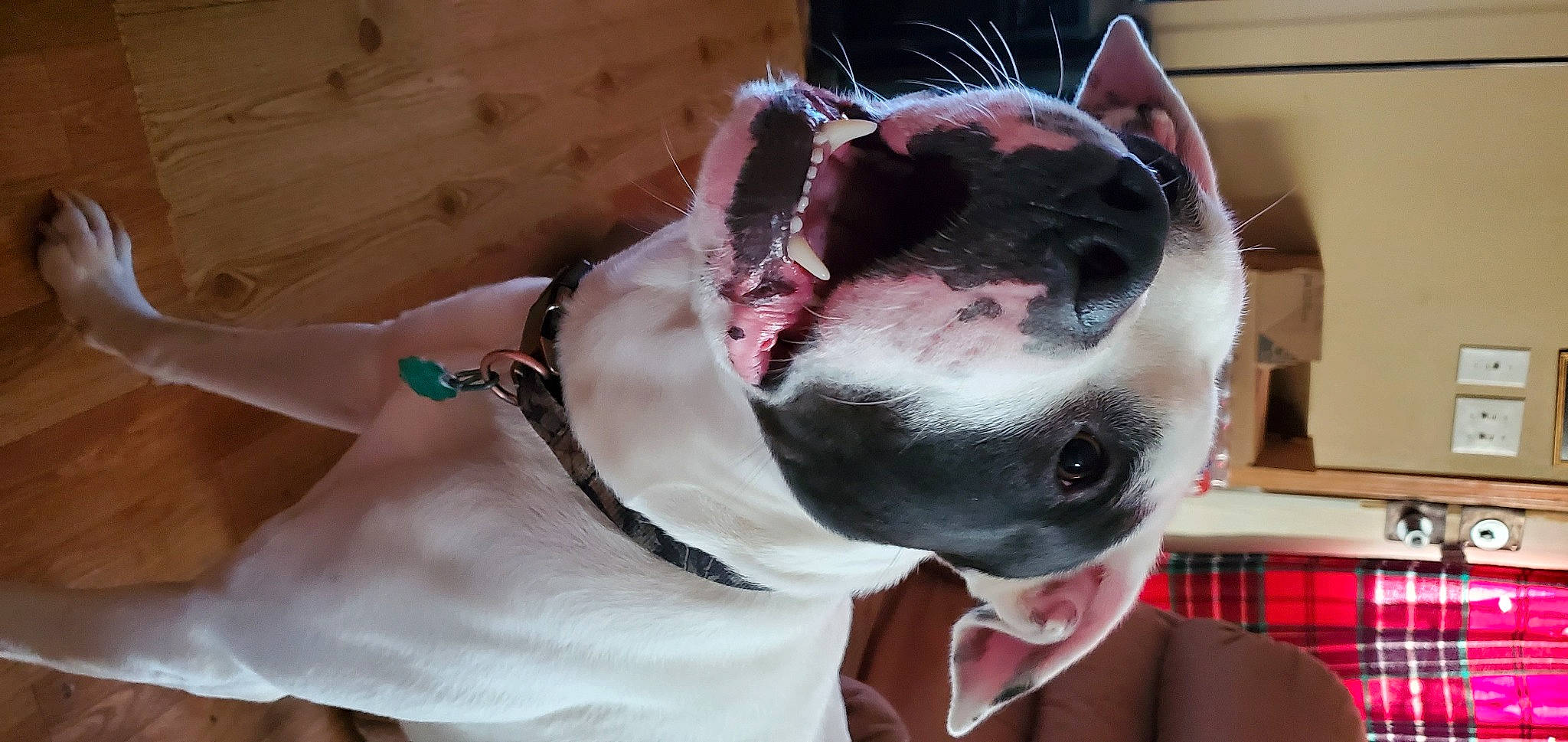 Ranger is registered to the contest to win money with this photo: american_staffordshire_terrier, boston_terrier, canidae, carnivore, collar, companion_dog, dog, dog_breed, dog_collar, ear, fawn, french_bulldog, mammal, non_sporting_group, pit_bull, snout, valley_bulldog, whiskers