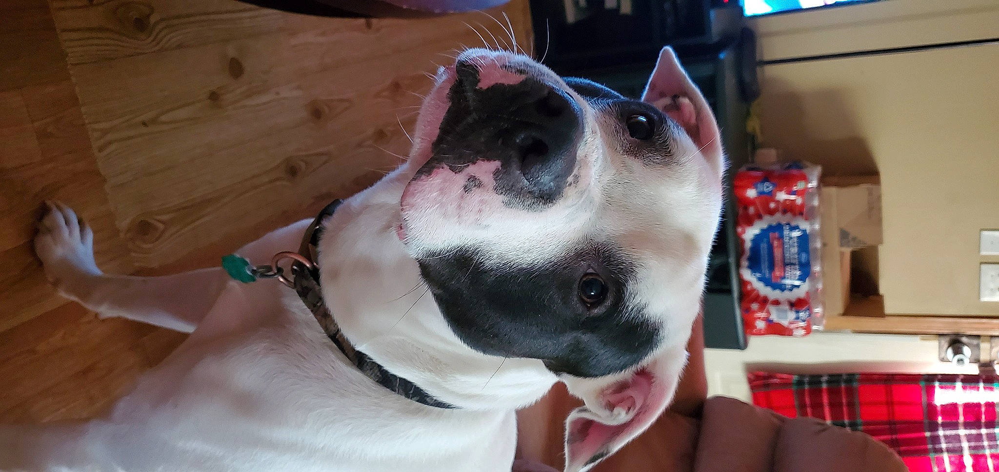 Ranger joined the competition — help win amazing prizes! american_pit_bull_terrier, american_staffordshire_terrier, boston_terrier, bully_kutta, canidae, carnivore, companion_dog, dog, dog_breed, ear, fawn, mammal, non_sporting_group, pit_bull, snout, valley_bulldog, vertebrate, whiskers