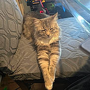 Arya is registered to the contest to win money with this photo: cat, feline, fluffy, gray, chair, indoor, relaxed, stretching, paws, patterned, furniture, board_games, stack, cozy, pet, animal, domestic, resting, cute, sleepy