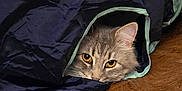 Arya is registered to the contest to win money with this photo: cat, pet, animal, indoor, curious, tunnel, fabric, floor, wood_floor, feline, playful, ears, eyes, whiskers, resting, cozy, home, cute, peeking, soft_lighting